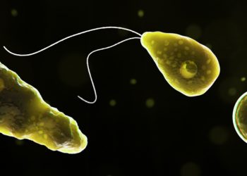 Naegleria_fowleri_1040x454