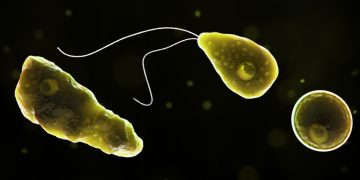 Naegleria_fowleri_1040x454